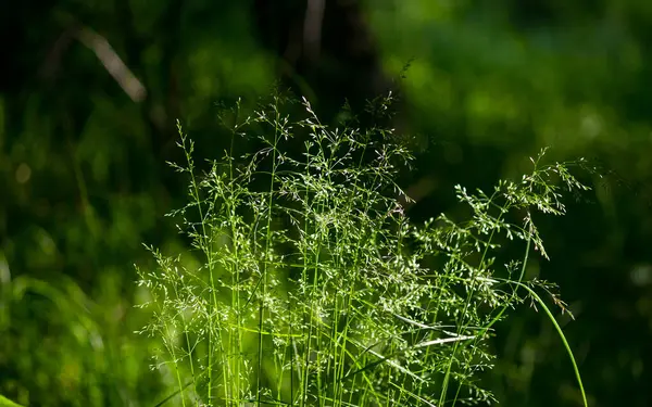 Высокая Трава Зеленой Лужайке Летний Пейзаж Солнечный День — стоковое фото