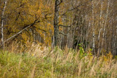 Sonbahar manzarası bulutlu bir günde, tarla ve orman arka planda