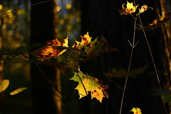 Ярко Освещенные Кленовые Листья Темном Лесу — стоковое фото