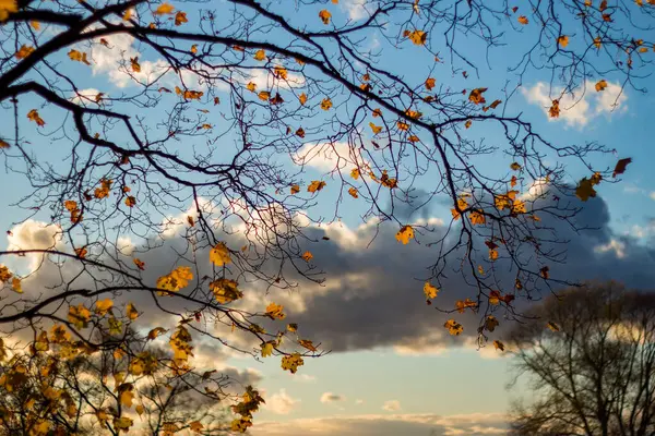 Větve Javoru Žlutými Listy Proti Krásné Obloze Zlaté Podzimní Pozadí — Stock fotografie