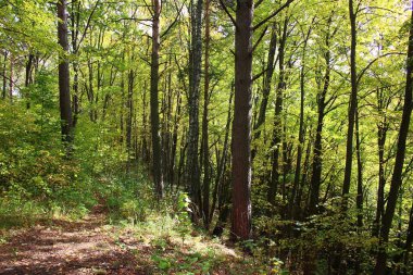 Orman bölgesinde ağaçlarla kaplanmış büyük bir vadinin resimli yamacı.