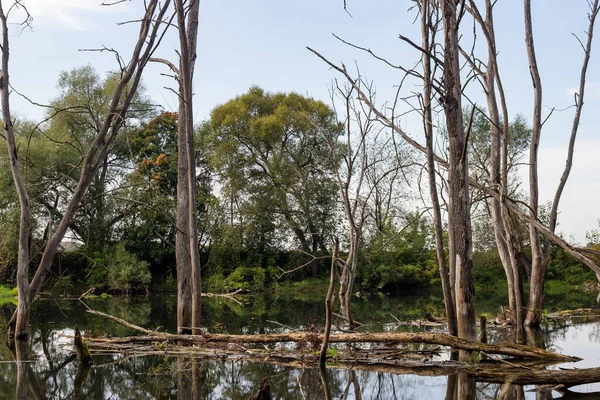 枯れ木が水に浸かっている 川の水位の上昇 — ストック写真