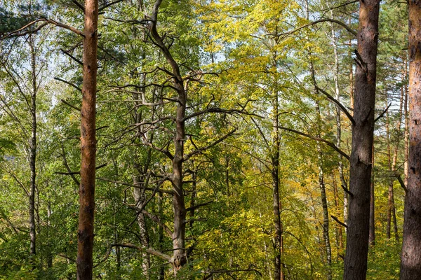 Scenic View Slope Forest Overgrown Pine Trees — Stock Photo, Image