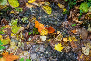 Orman deresinde parlak bir sonbahar yeşilliği. Güzel kırmızı ve sarı akçaağaç yaprakları