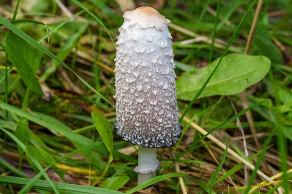 Paddestoel Shaggy Inkt Cap Advocaat Pruik Shaggy Mane Coprinus Comatus — Stockfoto