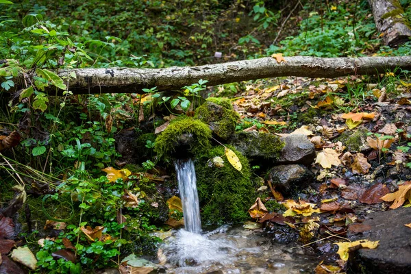 Woda Wypływająca Leśnego Źródła Wiosna Porośnięta Mchem — Zdjęcie stockowe