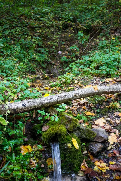 Wasser Fließt Aus Einer Waldquelle Frühling Mit Moos Überwuchert — Stockfoto