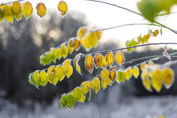 Цветные Желто Зеленые Листья Покрытые Утренними Инеями Шикарный Красочный Мягкий — стоковое фото