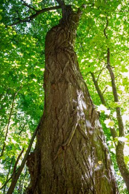 Ormandaki ağaç gövdesinin dikey görüntüsü