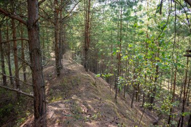 Geri kazanılmış eski bir kum madeninde genç bir çam ormanı