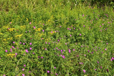 Sardunya pratezi (çayır turna gagası veya çayır sardunyası) yabani yeşil bir tarlanın ortasında pembe çiçekler ile