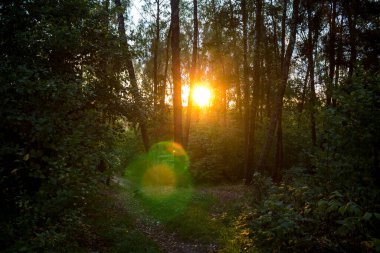 Gün batımında manzaralı ormanlık ve yeşil optik işaret fişeği