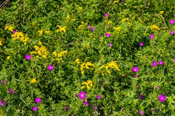 Geranio Pratense Pico Grulla Pradera Geranio Pradera Con Flores Rosadas — Foto de Stock