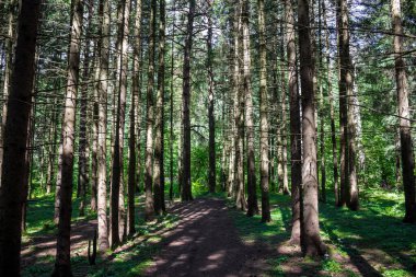 Spruce ekimi. Genç ladin ormanı bir yaz gününde