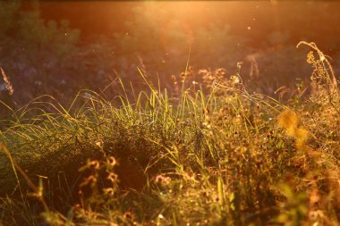 Yazın çimlerle kaplı güneşli bir açıklık.