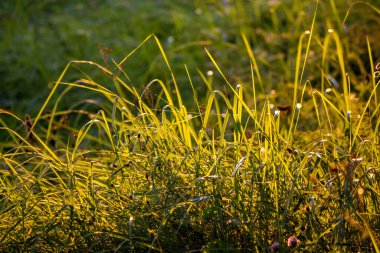 Yazın çimlerle kaplı güneşli bir açıklık.