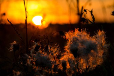 Kırmızı ışık, gün batımında, akşam arkaplanda vahşi araziyi aydınlattı.