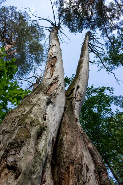 Grands Pins Morts Dans Forêt Pins Borovsky — Photo