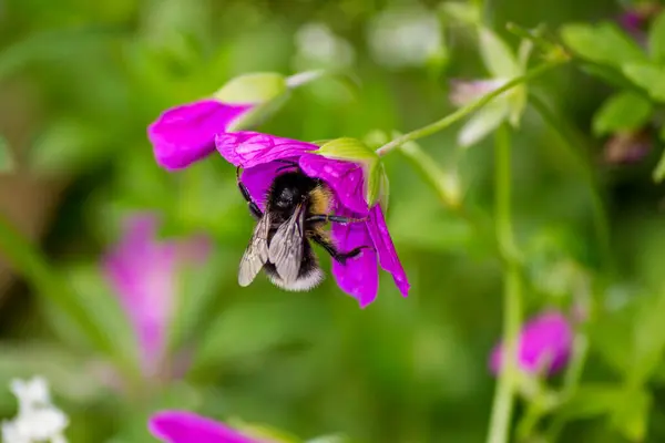 Пушистый Шмель Собирает Пыльцу Фиолетовом Лугу — стоковое фото
