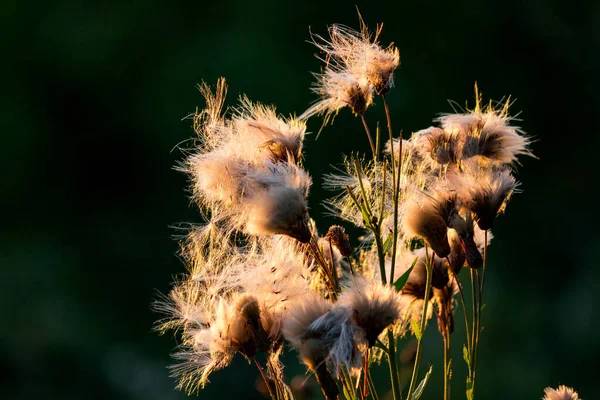 Weiße Flauschige Samen Von Wilden Astern Compositae Asteraceae Daisy Composite — Stockfoto