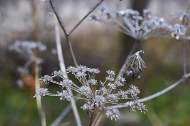 Umbelliferae (Apiaceae) bitkileri buzla kaplıdır. Donmuş yağmurun sonuçları