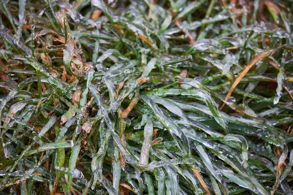 Freezing Rain Consequences Green Grass Covered Ice — Stock Photo, Image