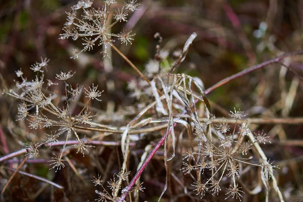 Umbelliferae Apiaceae Φυτά Καλυμμένα Πάγο Συνέπειες Της Παγωμένης Βροχής — Φωτογραφία Αρχείου