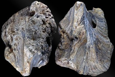 Fosilleşmiş koloni süngeri (Chaetetetes cinsi). Karbonifer dönemi, Rusya