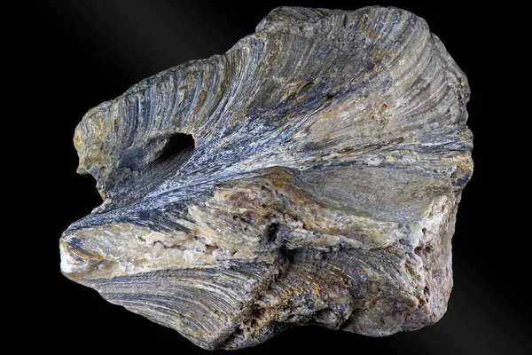 Éponge Coloniale Fossilisée Genre Chaetetes Période Carbonifère Russie — Photo