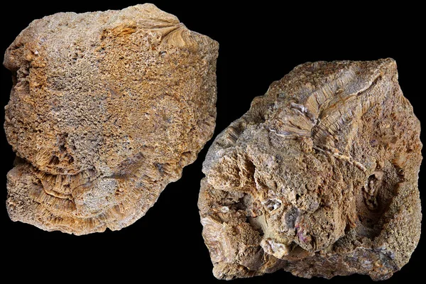 Spons Kolonial Terfosilisasi Genus Chaetetes Periode Carbonivera Rusia — Stok Foto