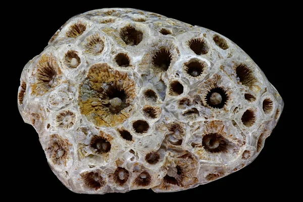 Fosil koloni mercanları, siyah bir arkaplana karşı kuvars ve kalsedonla yer değiştirdi. Karbonifer dönemi, Rusya