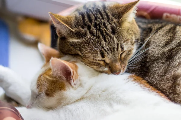 Gatos Durmiendo Abrazo Mascotas —  Fotos de Stock