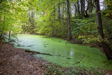 Parkta alglerle kaplı yeşil küçük bataklık.