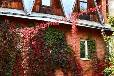 Tuğla evin ön cephesinde kırmızı-yeşil yapraklı dekoratif üzümler, duvarda sürünen bitki.