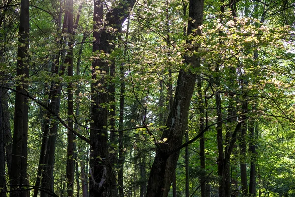 Fundo Floresta Verde Mista Limas Sol — Fotografia de Stock