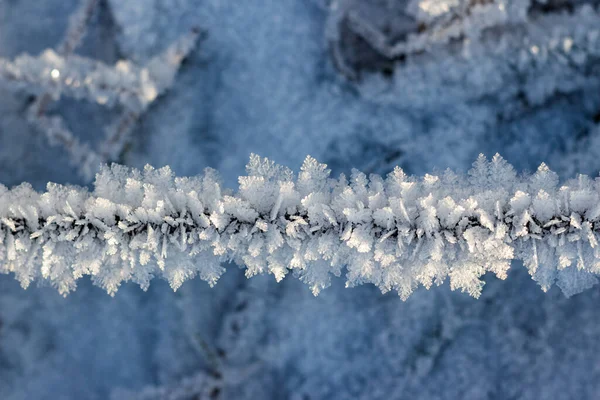 Creșteri Mari Frumoase Îngheț Cristalin Iarbă Dimineață Iarnă Înghețată — Fotografie, imagine de stoc