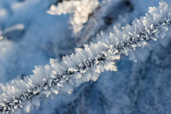 Большой Красивый Рост Кристаллического Мороза Траве Морозное Зимнее Утро — стоковое фото