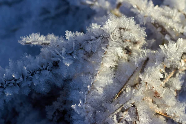 Grama Coberta Com Geada Cristalina Durante Geadas Inverno Fundo Inverno — Fotografia de Stock