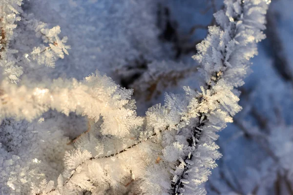 Herbe Couverte Givre Cristallin Pendant Les Gelées Hivernales Fond Hiver — Photo