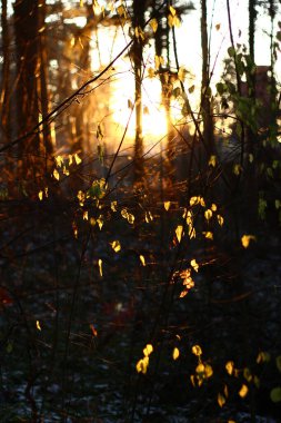 Güneş tarafından aydınlatılan dallara ve yapraklara bakan bir orman arka planı, soyut manzara