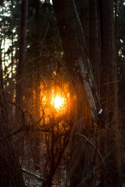 Sonnenlicht Dringt Durch Das Dickicht Des Waldes Ein Umgestürzter Baum — Stockfoto