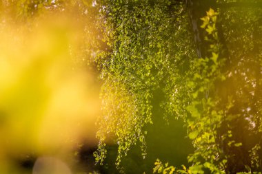 Yaprakların arasından bir huş ağacının görüntüsü, bulanık yumuşak arkaplan