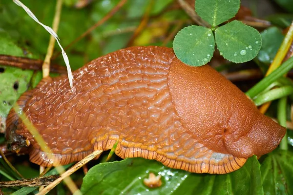 Grote Rode Slak Arion Rufus Het Gras — Stockfoto