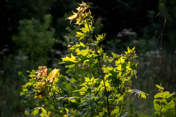 Lönnplantor Blåsigt Väder — Stockfoto