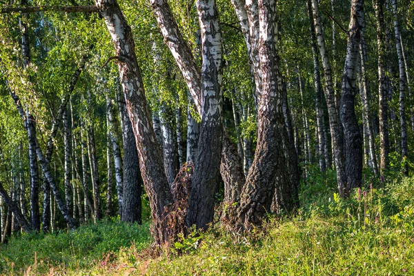 Dense Birch Forest Summer Day — Stock Photo, Image