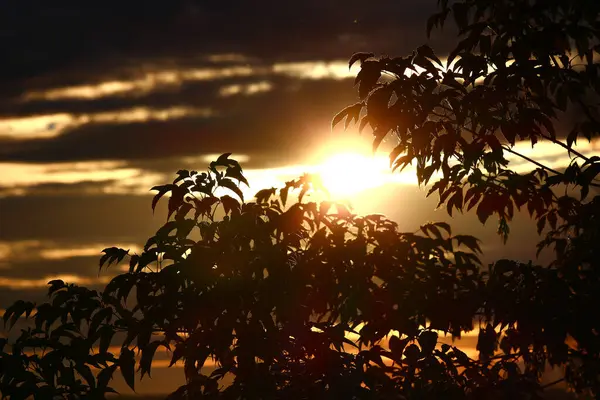 Lumière Rougeâtre Soleil Coucher Soleil Derrière Feuillage Des Arbres — Photo