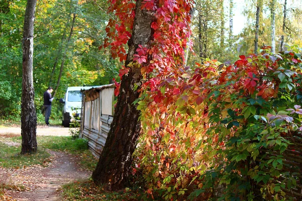 Egy Gyönyörűen Benőtt Egy Kúszó Növény Parthenocissus Quinquefolia Virginia Vagy — Stock Fotó