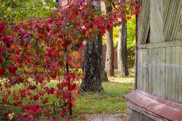 Zierpflanze Parthenocissus Quinquefolia Virginia Oder Victoria Schlingpflanze Fünfblättriger Oder Fünffingeriger — Stockfoto