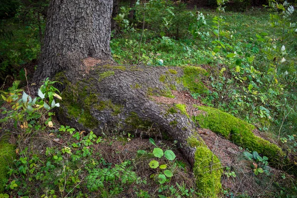 이끼로 뒤덮인 가문비나무 아름다운 — 스톡 사진