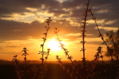 Nisan 'da güzel bir günbatımının arka planında genç Box Elder akçaağaç dalları